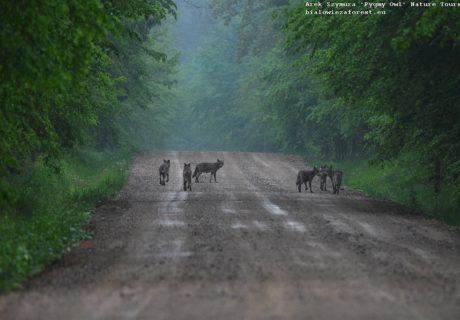 Rodzina wilków na jednej z dróg puszczanskich