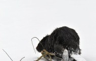 Zimowa stopa Białowieskiego bobra