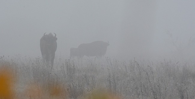 Białowieska mgła mimimalistycznie