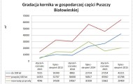 gradacja kornika drukarza w Puszczy Białowieskiej w latach 2013-15